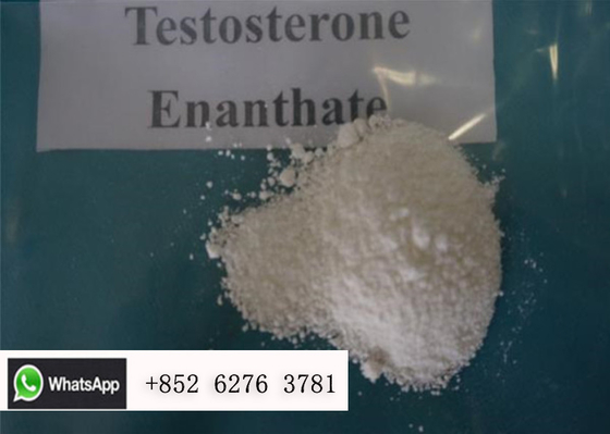 Hormona de sexo masculina de CAS 315-37-7 dos esteroides do pó de Enanthate da testosterona da pureza de 99%
