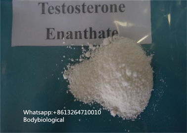 Hormona de sexo masculina de CAS 315-37-7 dos esteroides do pó de Enanthate da testosterona da pureza de 99%